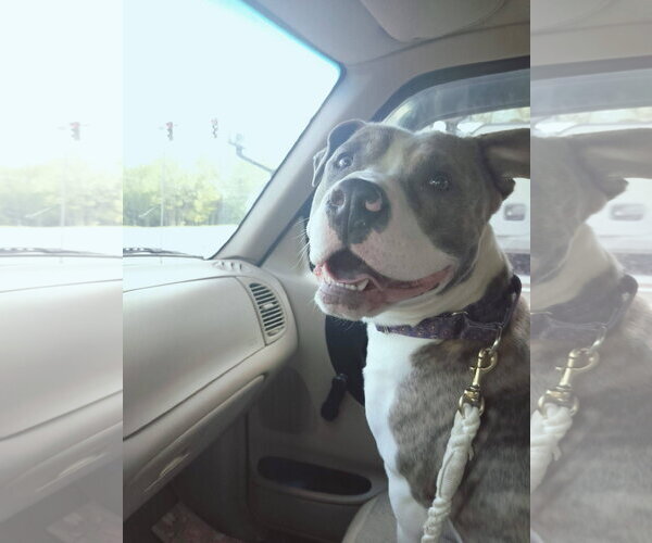 Medium Photo #4 American Pit Bull Terrier-Unknown Mix Puppy For Sale in Germantown, OH, USA