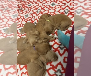Golden Retriever Litter for sale in MOYOCK, NC, USA