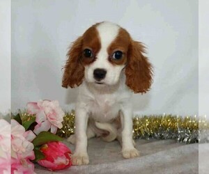 Cavalier King Charles Spaniel Puppy for sale in FREDERICKSBG, OH, USA