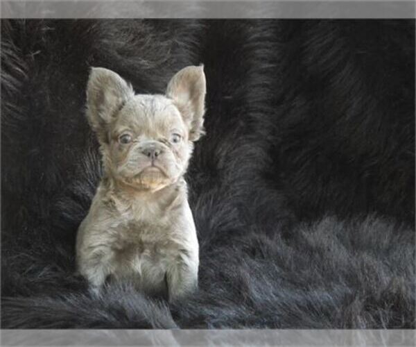 Medium Photo #1 French Bulldog Puppy For Sale in PEMBROKE PINES, FL, USA