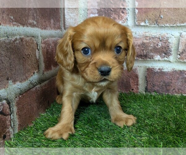 Medium Photo #8 Cavalier King Charles Spaniel Puppy For Sale in MOBERLY, MO, USA