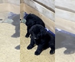 Small Photo #9 Newfoundland Puppy For Sale in ALBUQUERQUE, NM, USA