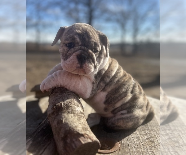 Medium Photo #2 Bulldog Puppy For Sale in LIBERTY, MO, USA