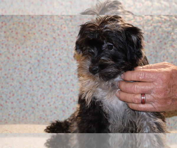 Medium Photo #21 Yorkiepoo mix (+ Poodle Toy) Puppy For Sale in DYERSBURG, TN, USA