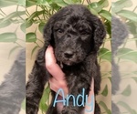 Small #14 Goldendoodle-Poodle (Standard) Mix