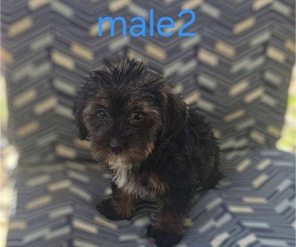Medium Photo #1 Maltipoo (Miniature) Puppy For Sale in WOBURN, MA, USA