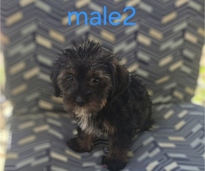 Maltipoo (Miniature) Puppy for sale in WOBURN, MA, USA