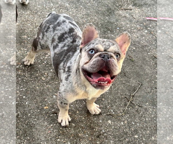 Medium Photo #1 French Bulldog-Unknown Mix Puppy For Sale in Oakhurst, NJ, USA