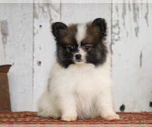 Pomeranian Puppy for sale in FREDERICKSBG, OH, USA