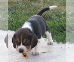Small Photo #5 Beagle Puppy For Sale in MORRILL, KS, USA