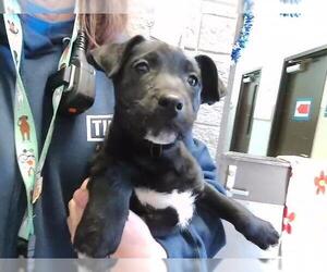 Mutt Dog for Adoption in Tulsa, Oklahoma USA