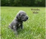 Puppy Weinke Great Dane