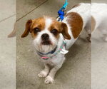 Small #2 Brussels Griffon Mix
