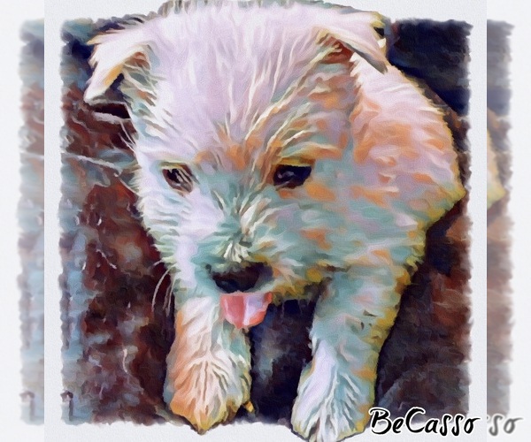 Medium Photo #14 West Highland White Terrier Puppy For Sale in STEAMBOAT SPRINGS, CO, USA