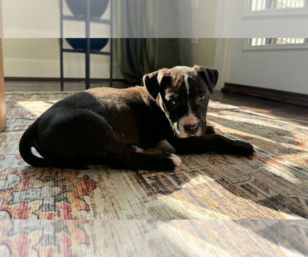 Medium Photo #3 American Pit Bull Terrier-American Staffordshire Terrier Mix Puppy For Sale in Chester, VA, USA