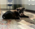 Small #2 American Pit Bull Terrier-American Staffordshire Terrier Mix