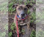 VINCENT - Male Holland Shepherd-Unknown Mix Dog for Adoption - Small photo
