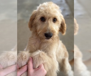 Goldendoodle Puppy for sale in OKEMAH, OK, USA