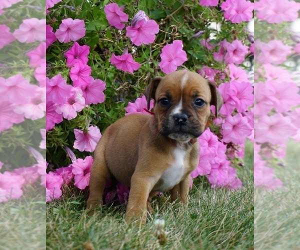 Medium Photo #3 Beagle-English Bulldog Mix Puppy For Sale in NAPPANEE, IN, USA