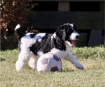 Small Photo #6 Poodle (Standard) Puppy For Sale in ARKADELPHIA, AR, USA