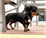 Small #4 Dachshund