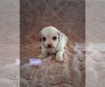 Small #12 Cavapoo (Miniature)