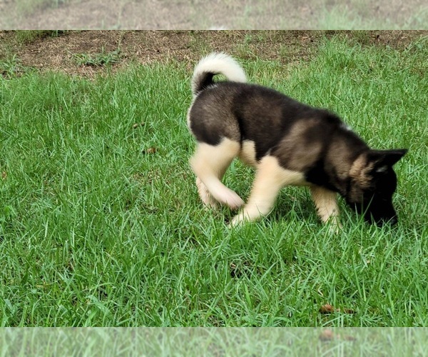 Medium Photo #3 Akita Puppy For Sale in MEM, TN, USA