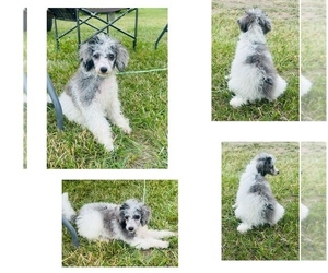Poodle (Miniature) Puppy for sale in DUBUQUE, IA, USA