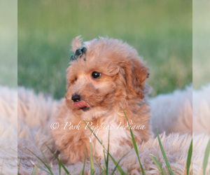 Medium Maltipoo (Toy)