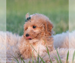 Puppy Fig F1B Maltipoo (Toy)