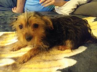 Yorkshire Terrier Puppy for sale in DELANO, CA, USA