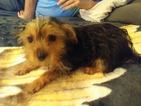 Small Photo #1 Yorkshire Terrier Puppy For Sale in DELANO, CA, USA