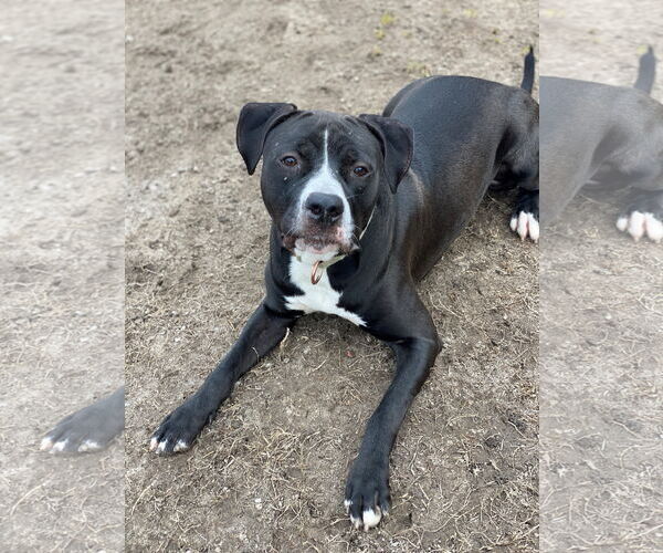 Medium Photo #6 American Pit Bull Terrier Puppy For Sale in Virginia Beach, VA, USA