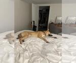 Small #6 Labrador Retriever Mix