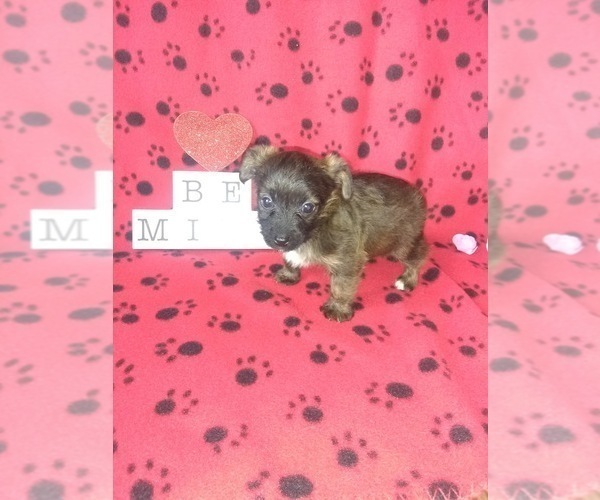 Medium Photo #12 Yorkshire Terrier Puppy For Sale in LAPEER, MI, USA