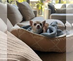 Small #3 Chihuahua Mix