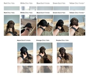 Labrador Retriever Puppy for sale in SAINT AUGUSTINE, FL, USA