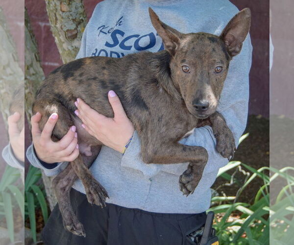 Medium Photo #3 Australian Kelpie-Rat Terrier Mix Puppy For Sale in Huntley, IL, USA