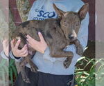 Small #2 Australian Kelpie-Rat Terrier Mix