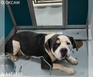 Mutt Dogs for adoption in Oklahoma City, OK, USA