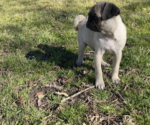 Pug Puppy for sale in TEMPLE, TX, USA