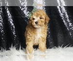 Small Photo #38 Poodle (Toy) Puppy For Sale in WARSAW, IN, USA