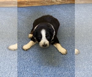 Australian Shepherd Puppy for sale in BEULAVILLE, NC, USA