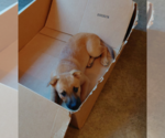 Small #5 Boxer Mix
