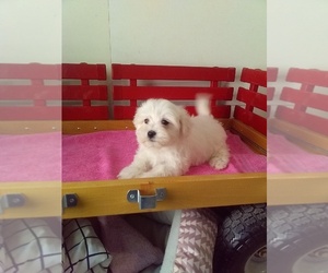 Maltese Puppy for sale in MILLERSBURG, OH, USA