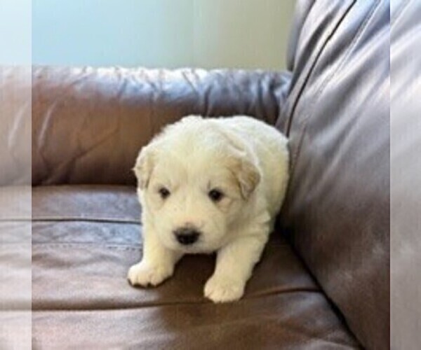 Medium Photo #1 Great Pyrenees Puppy For Sale in CORY, IN, USA