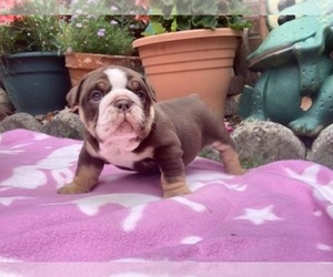 Bulldog-English Bulldog Mix Puppy for sale in LOS ANGELES, CA, USA