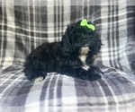 Small #2 ShihPoo