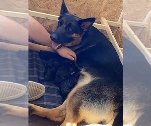 Mother of the German Shepherd Dog puppies born on 03/12/2025
