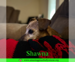 Small #3 Dachshund Mix